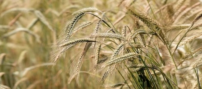 Barley is commonly used in breads, soups, stews, and health products, though it is primarily grown as animal fodder