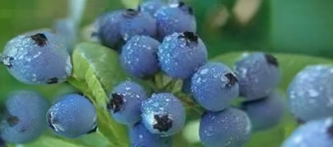 Blueberries are a small sweet and nutritious berry that are often called a super food